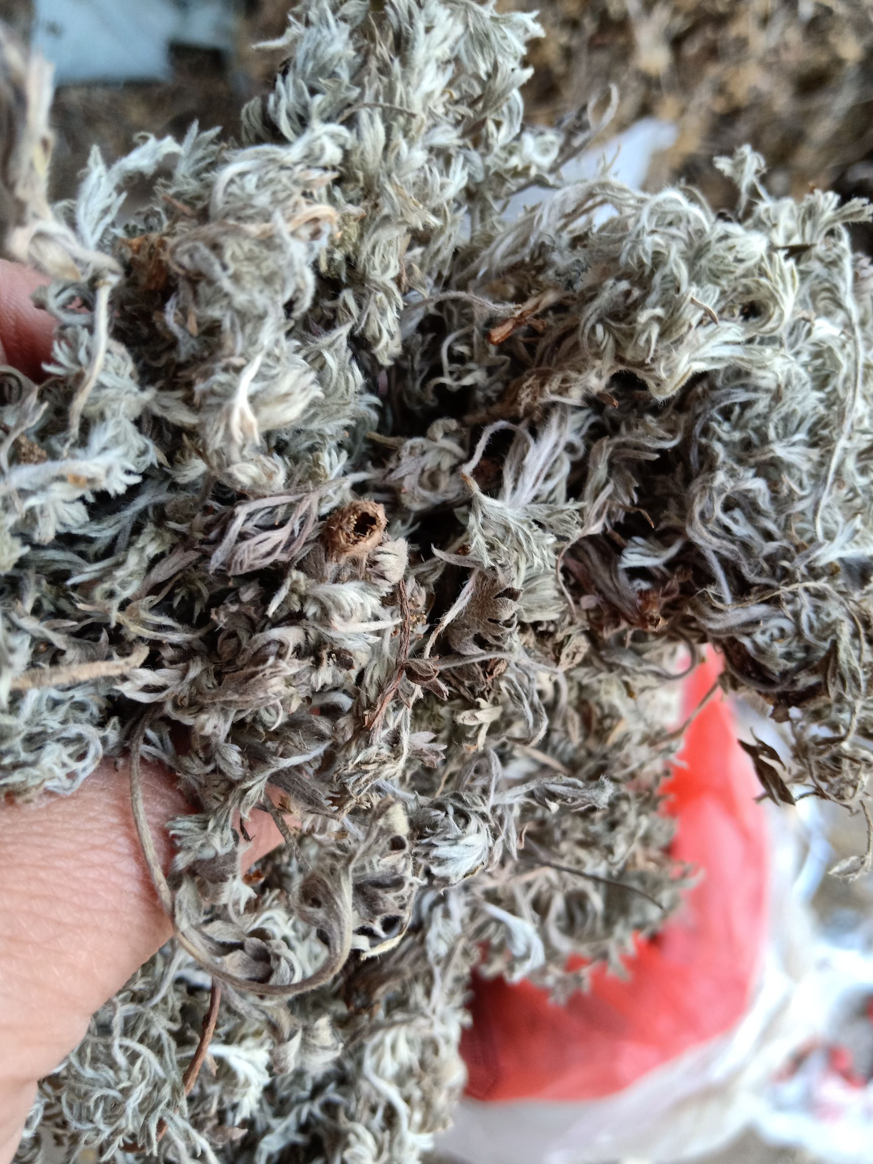 茵陈绵茵陈:陈货药厂货小苗批发含量达标不退货