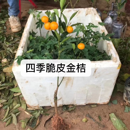 灵山县脆皮金桔苗  嫁接苗！四季开花结果