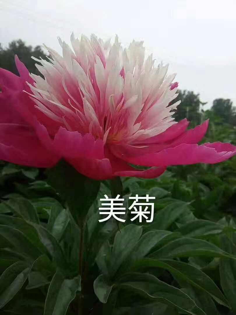 多花芍藥  精品觀賞芍藥，品種多，質(zhì)量好，價格低，品種正，