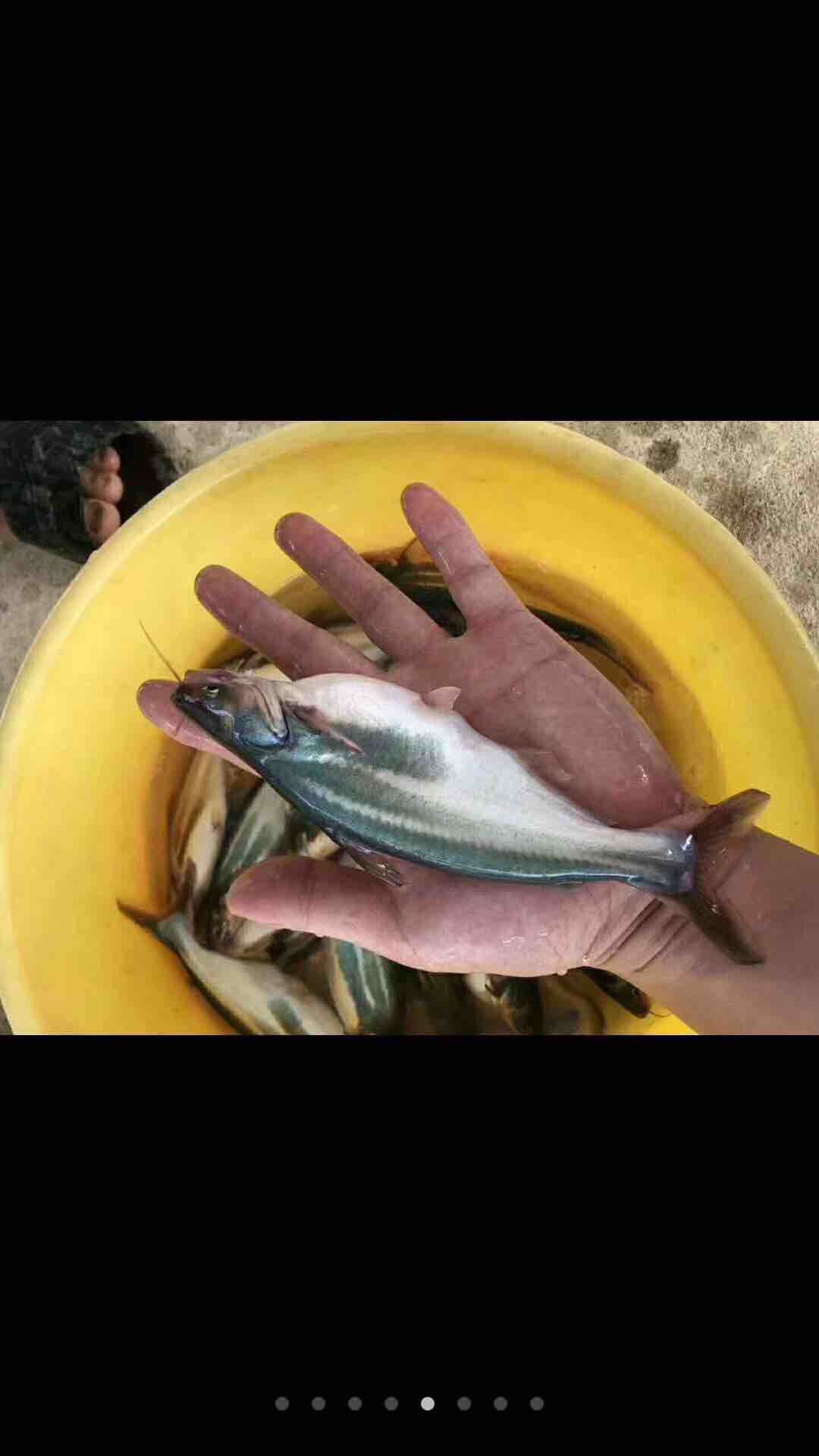 广州淡水巴沙鱼苗 规格3－5cm 批发出售巴沙鱼水花 巴沙鱼寸苗