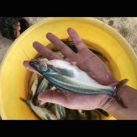 广州淡水巴沙鱼苗 规格3－5cm 批发出售巴沙鱼水花 巴沙鱼寸苗