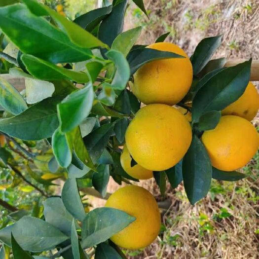 博罗县 正宗红光橙红江橙当季水果橙子甜脐橙手剥冰糖橙纽荷尔非血橙孕妇