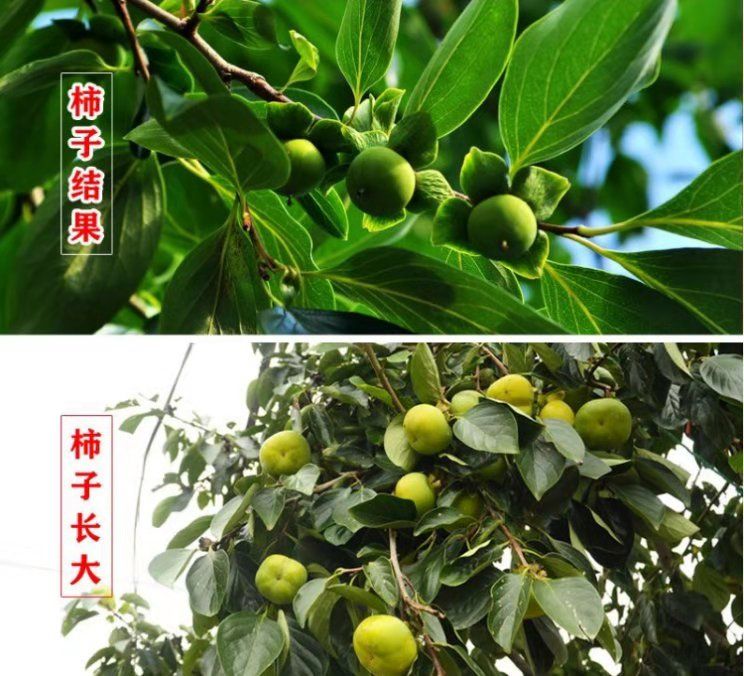 无核方柿苗嫁接苗 无籽柿子树苗当年结果南方北方种植技术指导