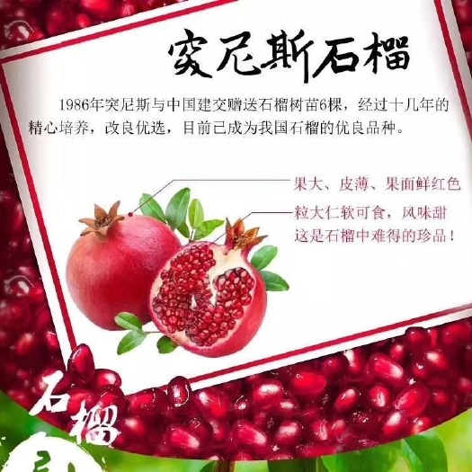平邑县突尼斯软籽石榴树苗  河阴软籽石榴苗 突尼斯软籽石榴苗 中农
