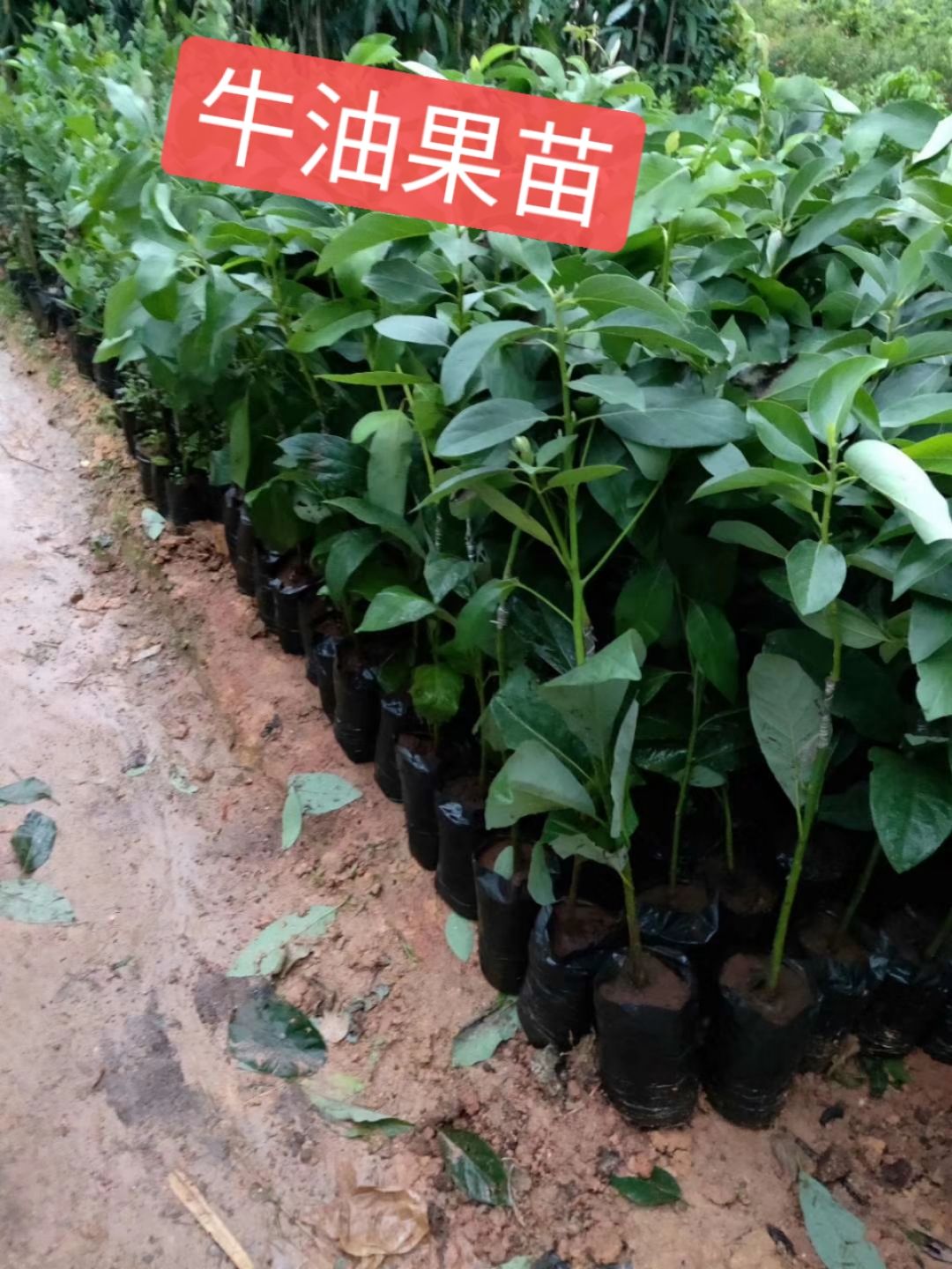 牛油果苗，哈斯牛油果，正品嫁接，营养杯苗，广西发货，品质保证