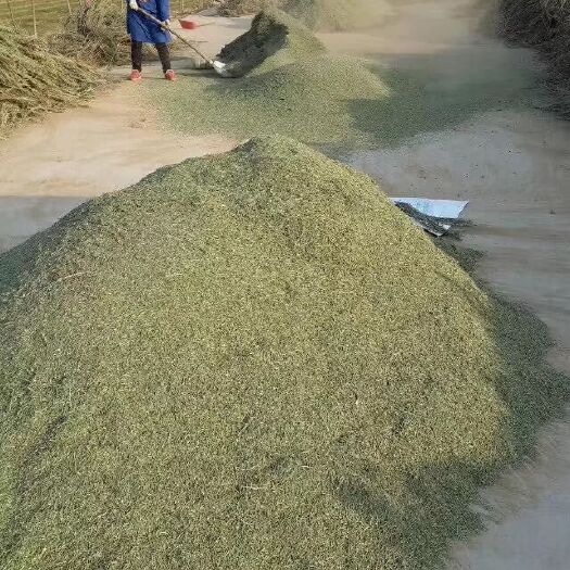 石柱中药材迷迭香  迷迭香干叶