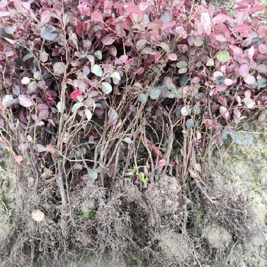 随州 湖北红花继木苗批发供应，绿化工程红继木苗出售