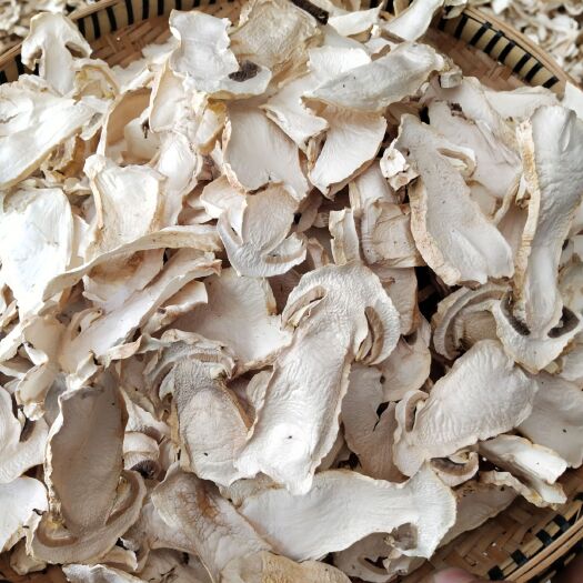 思茅大球盖菇赤松茸人工松茸冬茸彩云菇白片干片