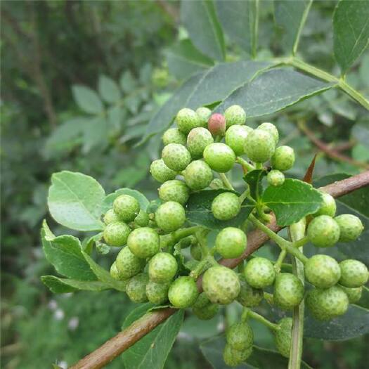 平邑县精品九叶青花椒苗，下单基地现挖发货！根系发达保湿包品种包成
