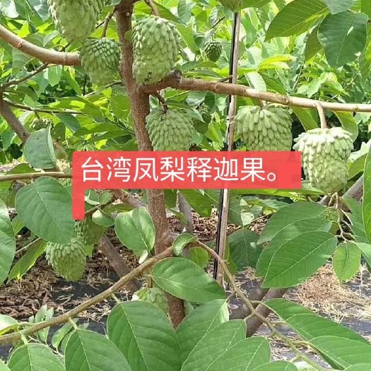 释迦果苗，嫁接苗，营养杯发货，容易成活