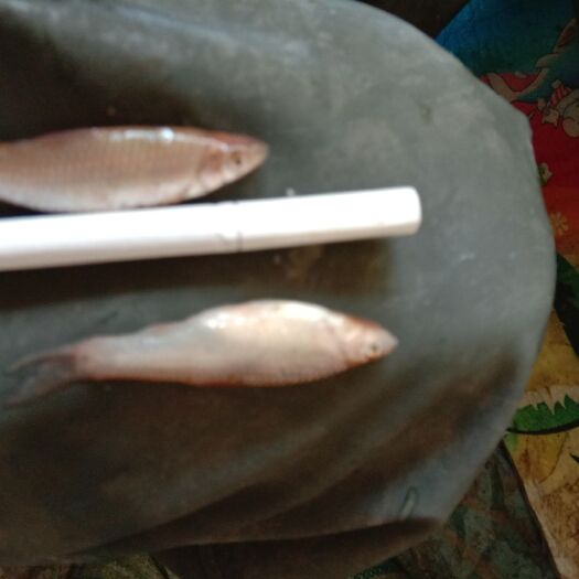 密山市小麦穗鱼干 麦穗鱼，麦穗鱼干