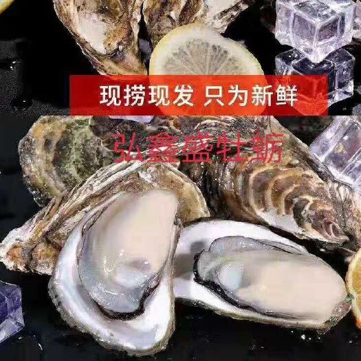 乳山市 乳山牡蛎现捞现发长年  一件代发