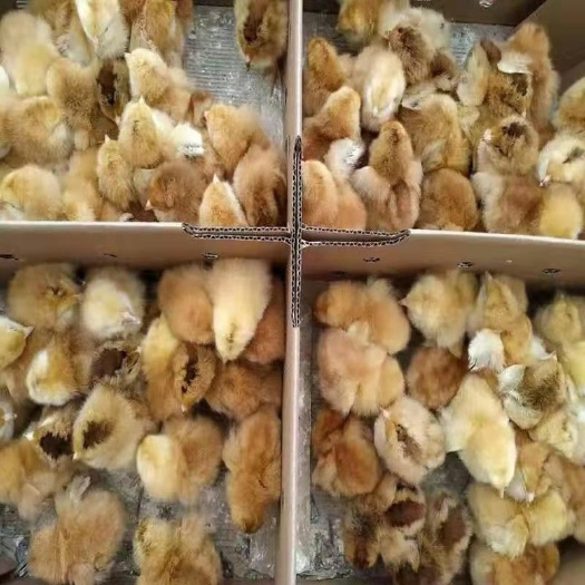 南宁 九斤黄鸡苗