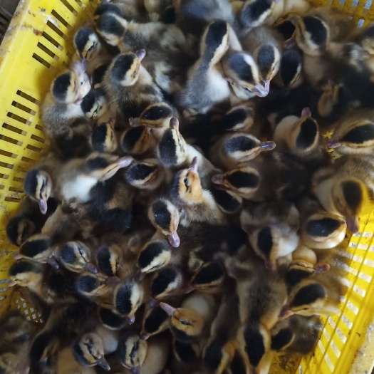 南宁桂柳鸭苗