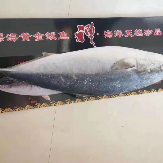 滨州 黄金鲅