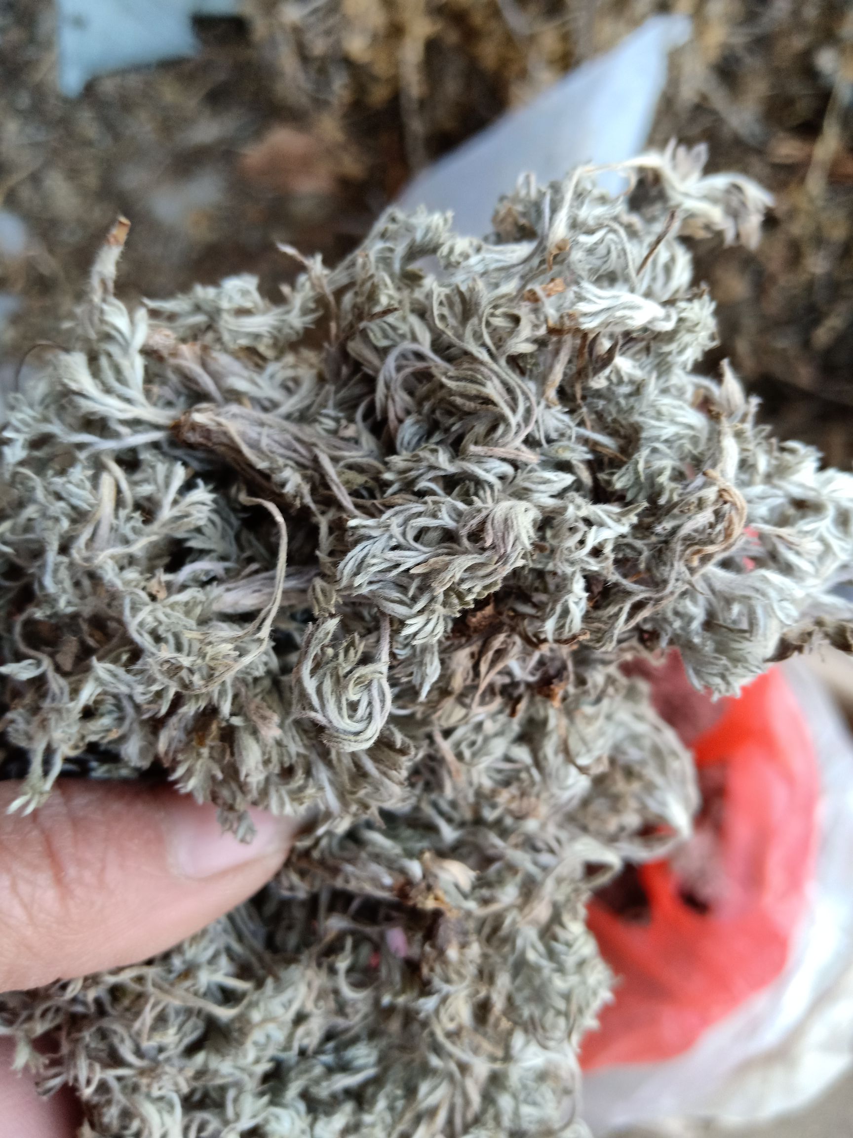 茵陈绵茵陈:陈货药厂货小苗批发含量达标不退货