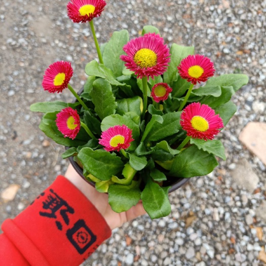 平湖市 基地直供雏菊量大来