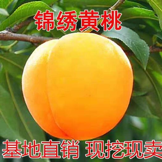 平邑县锦绣黄桃苗  芒果味黄桃树苗 嫁接桃树苗 黄桃苗锦绣黄桃树苗