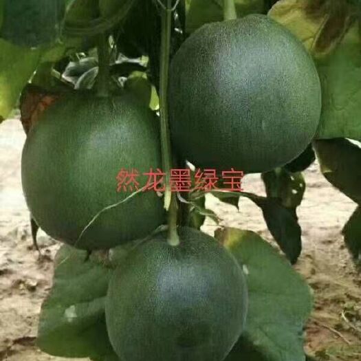 然龙墨绿宝甜瓜种子约500粒/袋