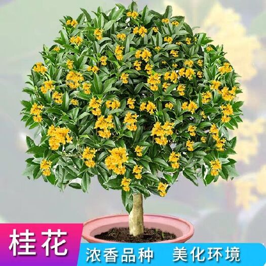 平邑县桂花树苗 桂花树树苗盆栽包成活四季开花客厅阳台庭院浓香免费提供技术指导