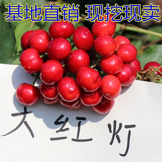 平邑县樱桃树苗嫁接大红灯樱桃苗果树苗南方北方种植大苗当年结果