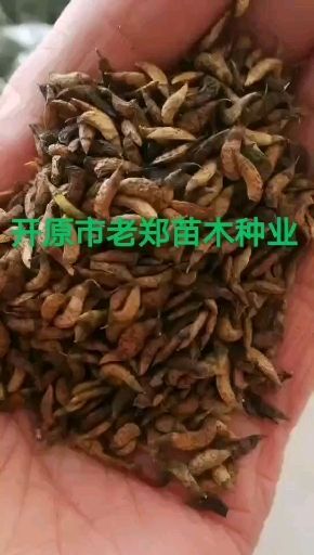 开原市 现种 紫穗槐种子 别称油条籽 批发价格 欢迎前来实地订购