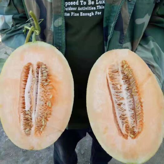 夏邑县西州蜜25号  大棚小蜜25哈密瓜25系列，耀珑，圣蜜冠，荣耀，京酥蜜