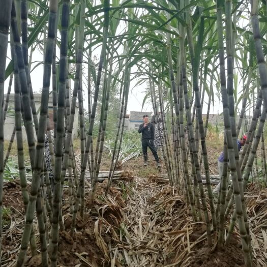 仙桃市青皮白玉甘蔗  湖北仙桃青皮甘蔗
