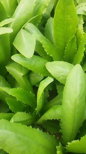 青州市美冠油麦菜  叶大叶嫩，没有黄叶质量杠杠的
