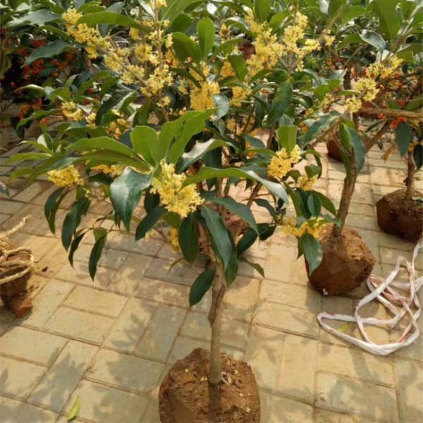 桂花树苗 桂花树树苗盆栽包成活四季开花客厅阳台庭院浓香免费提供技术指导