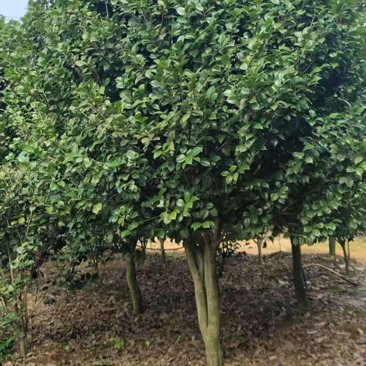 庐山市山茶花 140cm以上