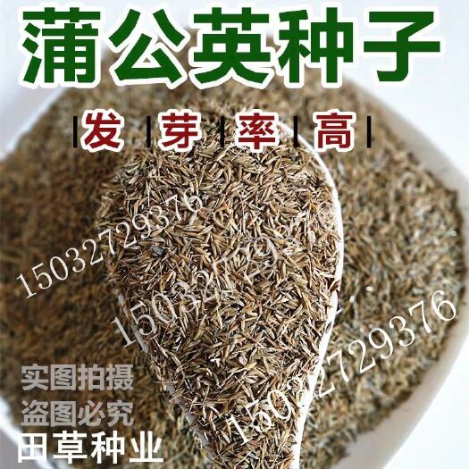 辛集市蒲公英种子 精选优质婆婆丁种子蒲公英籽发芽率高
