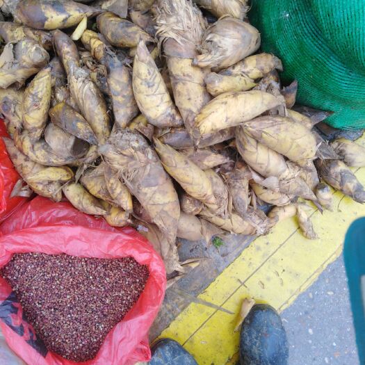 南昌 冬笋鲜嫩味美精品