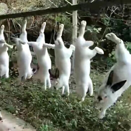 简阳市兔肉类 现杀活兔，