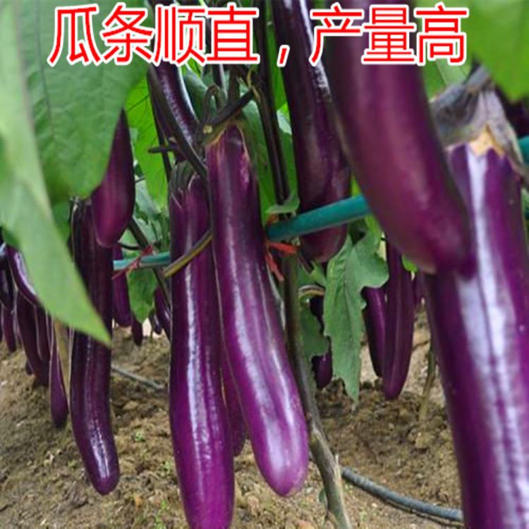 绥宁县茄子苗，产地直供湖南高优纯正的茄子苗