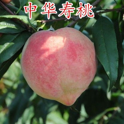 平邑县中华寿桃桃树苗  中华寿桃树苗 特大晚熟桃树苗 嫁接桃树苗南