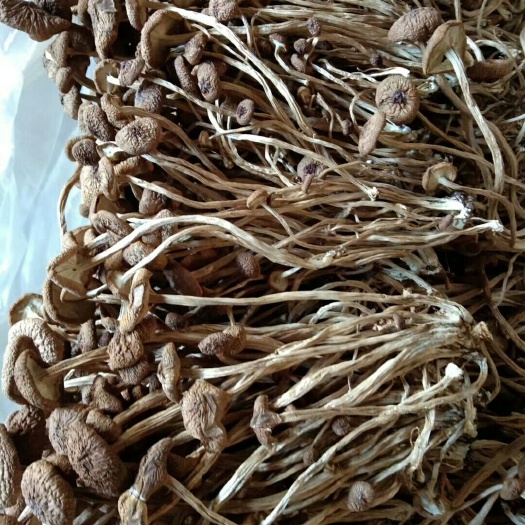 屏南县 茶树菇