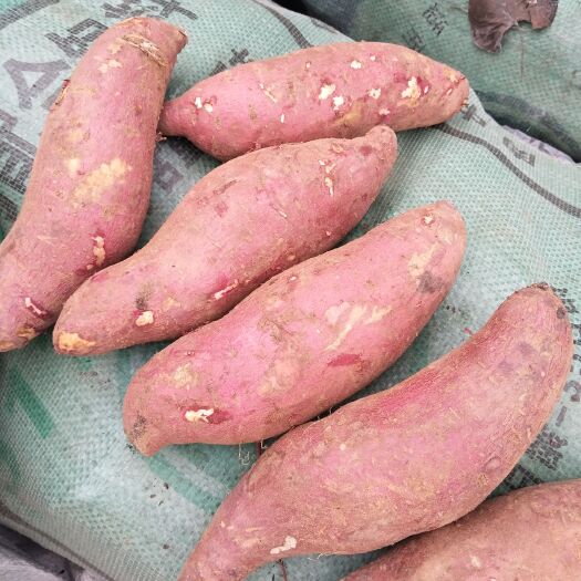 莒南县济薯26,口感特别好吃，也叫板栗薯，丘陵沙土地，瓜型好颜色好