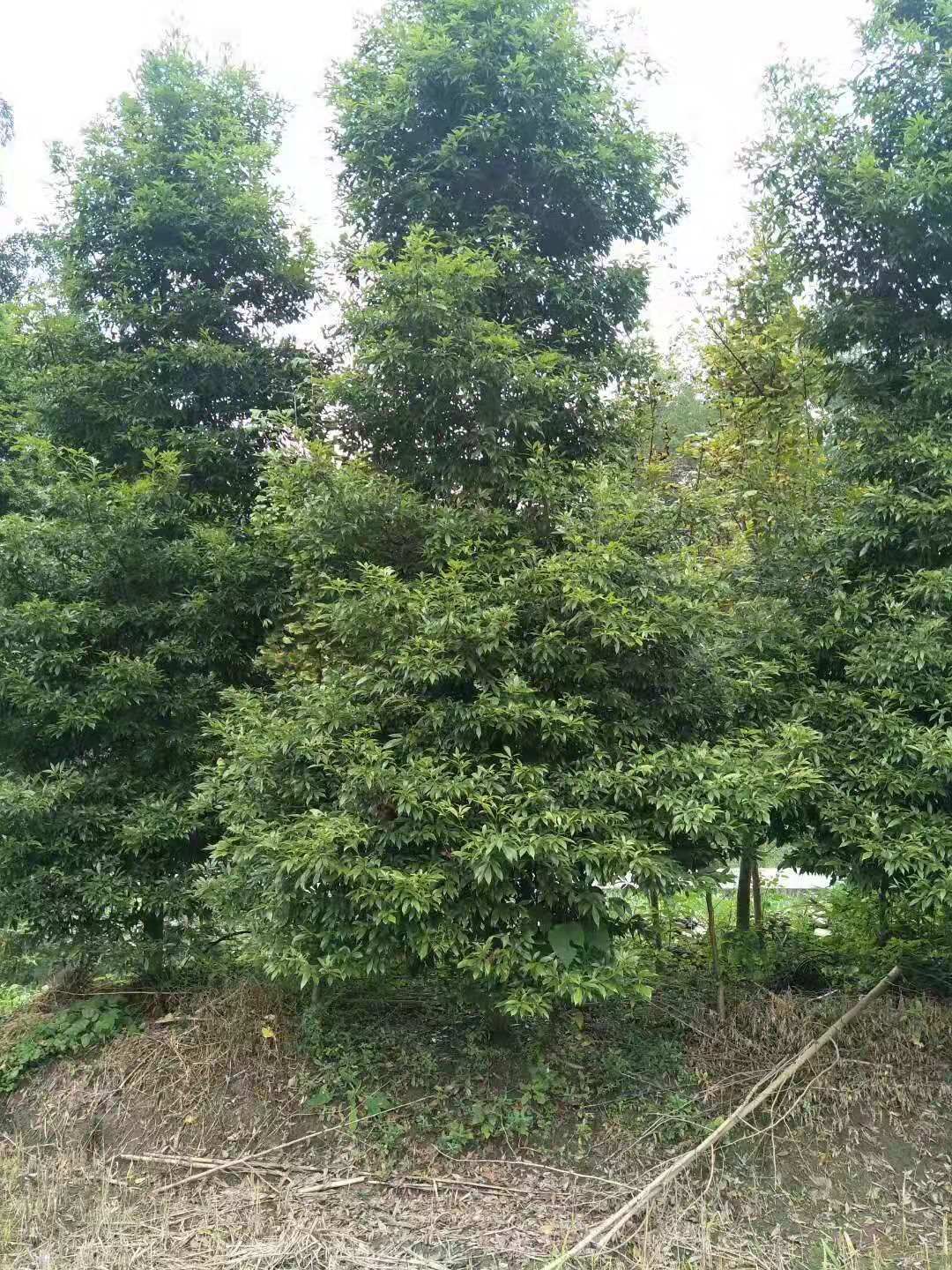 小叶桢楠 桢楠基地 12公分桢楠价格 桢楠批发价格