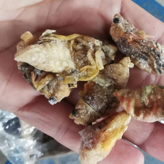 金蝉 白蝉