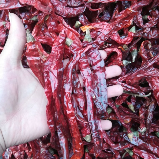 漯河二荆条干辣椒 二荆条