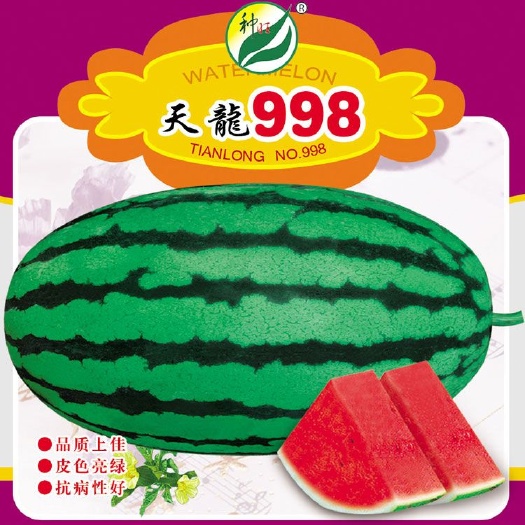 天龙998西瓜种子特大花皮长椭圆春季红瓤甜少籽皮薄坚韧中熟高