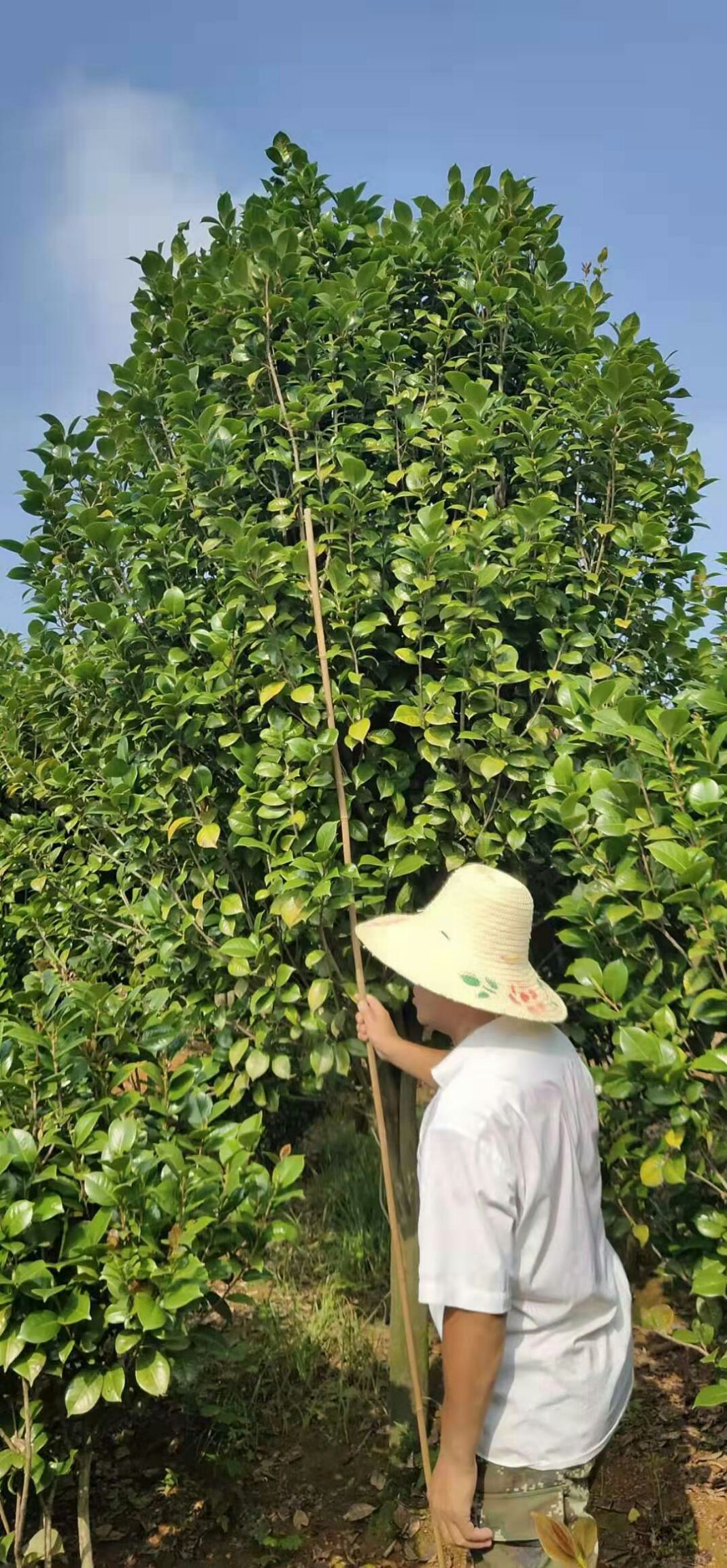 山茶花 140cm以上