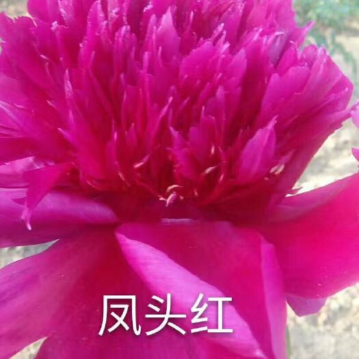 多花芍药  精品观赏芍药，品种多，质量好，价格低，品种正，