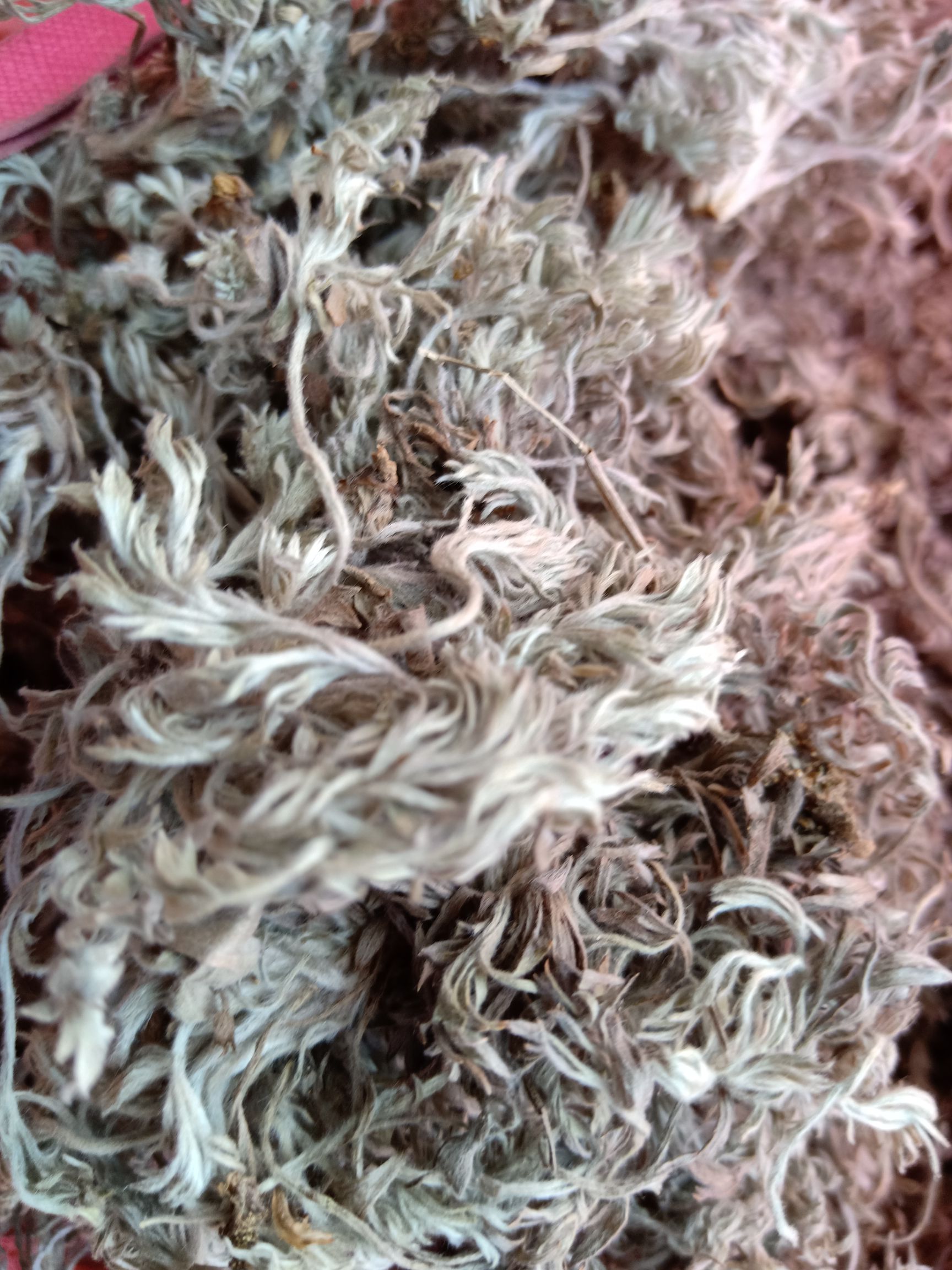 茵陈绵茵陈:陈货药厂货小苗批发含量达标不退货
