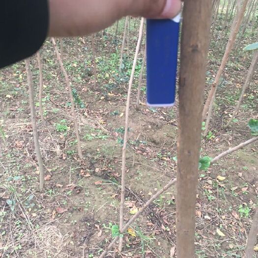 随州 速生紫薇批发供应，速生紫薇价格查询-华青农业