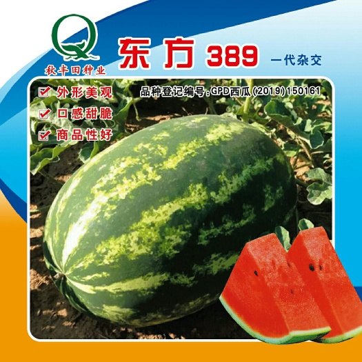 固阳县厂家直销，专业生产种子厂家东方389 西瓜种子，支持技术指导