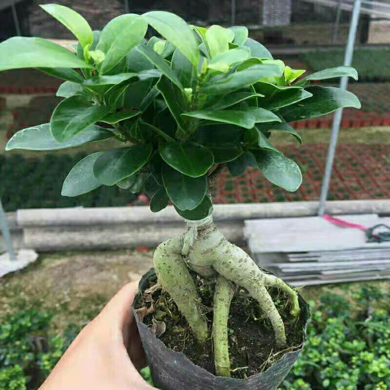 [人参榕树盆景批发]人参榕树盆景 人参榕盆栽 8