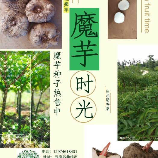 富源县 好种子才能种出好魔芋