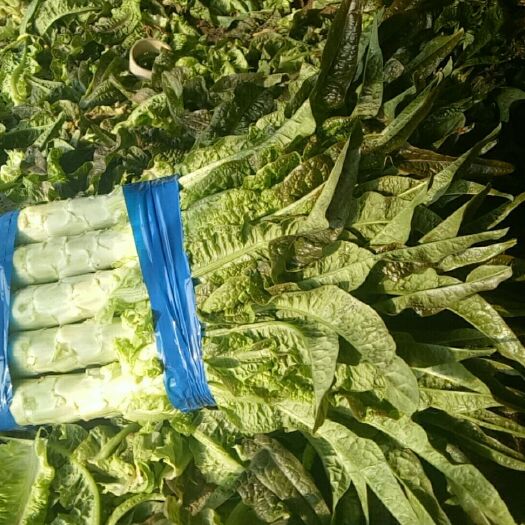 沂南县红叶莴笋 保质保量！一条龙服务